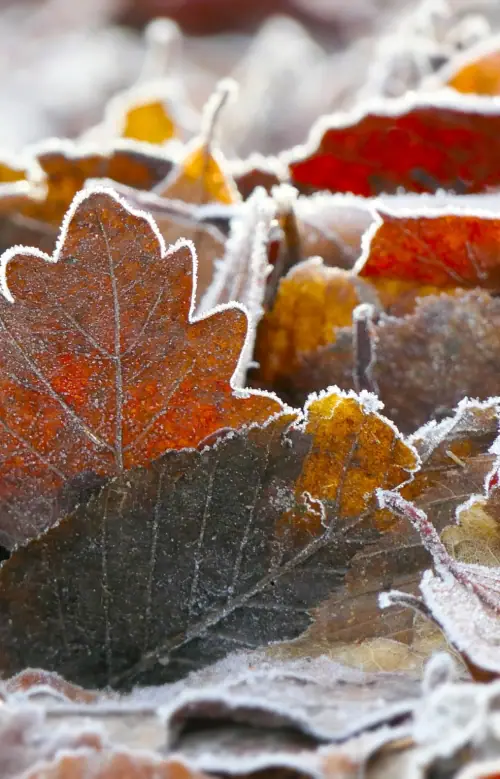 Sweater Weather Brings Sweeter Forecast