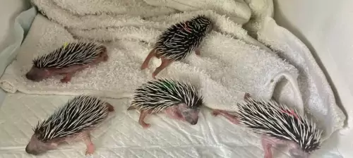 A Helping Hand For Hoglets & Hedgehogs?