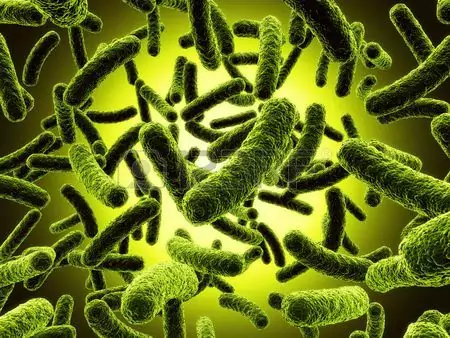 Lunch Box Bacteria Bigger Than On A Toilet Seat